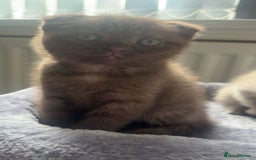 Scottish Fold cats for sale: Stunning chocolate female scottish fold - Image 8