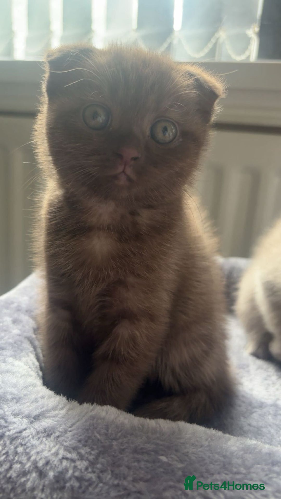 Scottish Fold cats for sale: Stunning chocolate female scottish fold - Image 8