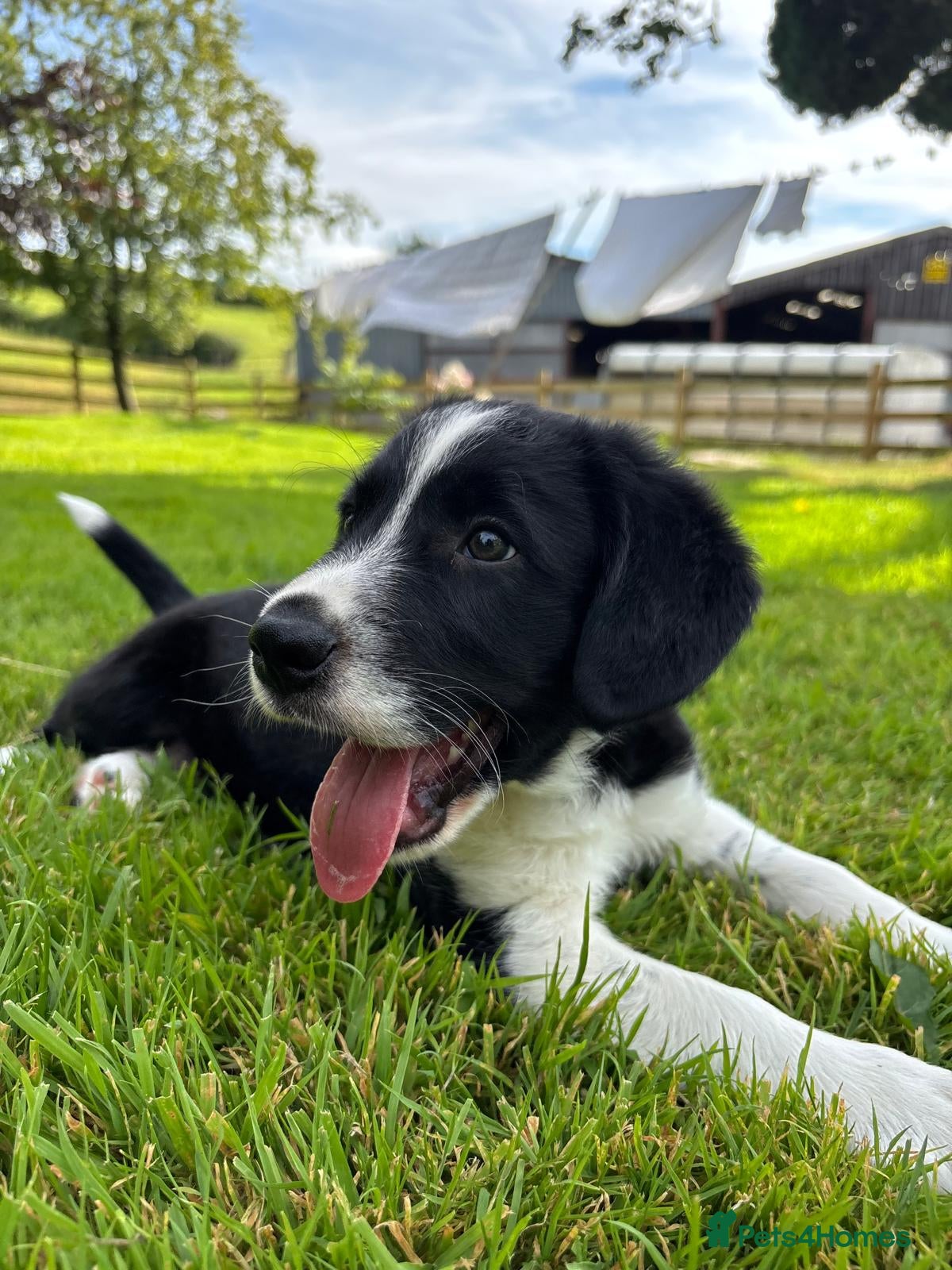 Mixed Breed dogs Cocker x Collie Pup - Advert 1