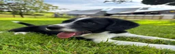 Mixed Breed dogs for sale: Cocker x Collie Pup in Llandovery - Advert 12