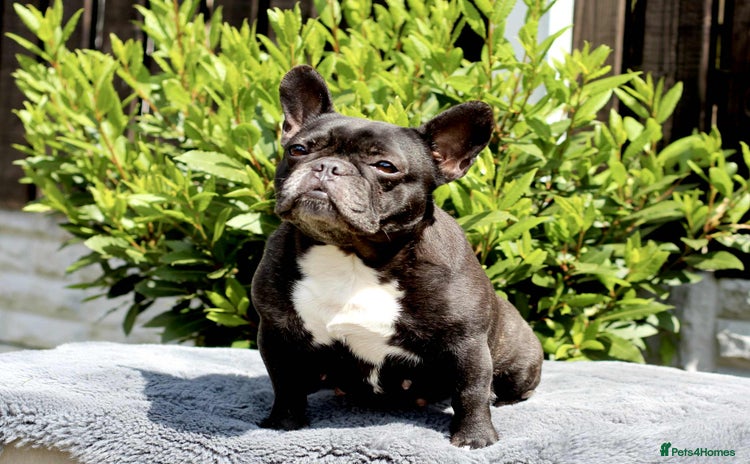 French Bulldog dogs - Advert 1