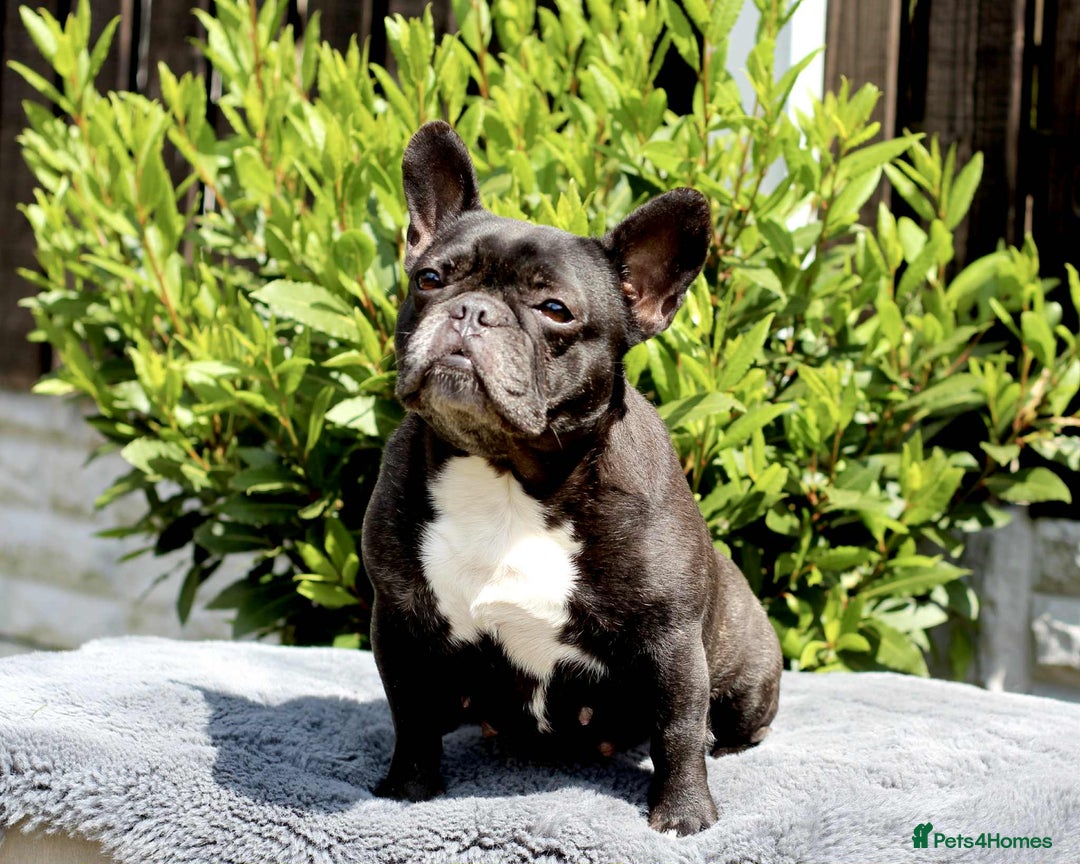 French Bulldog dogs for sale: Beautiful girl Ruby - Image 1