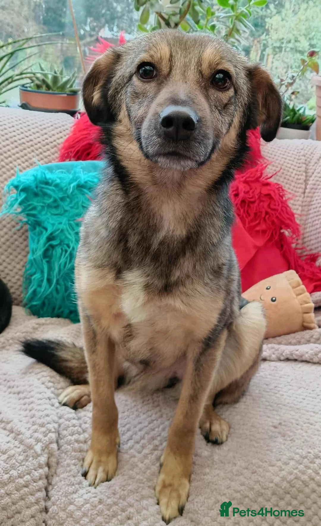 Mixed Breed dogs for adoption: Margot for adoption - Advert 2