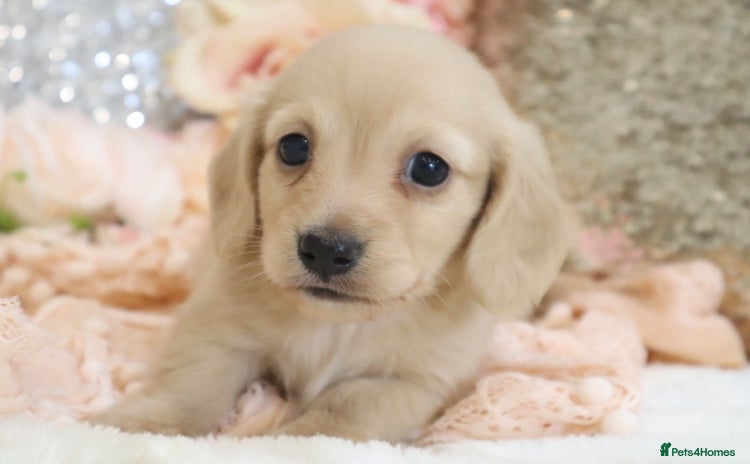 Miniature Dachshund dogs - Advert 2