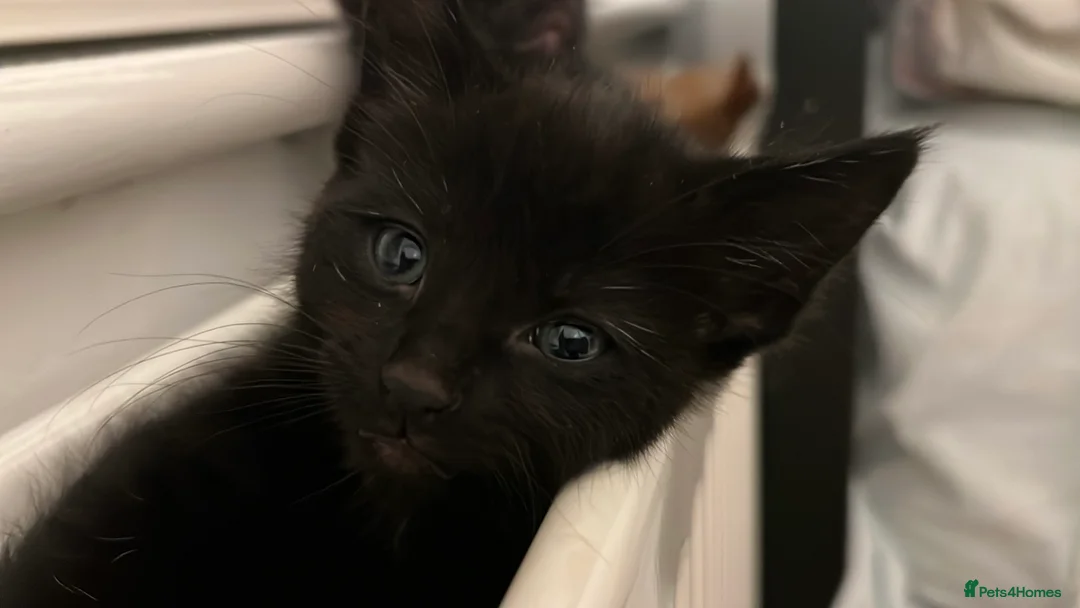 Domestic Shorthair cats for sale: Adorable Female Kittens Looking for a Loving home - Advert 1