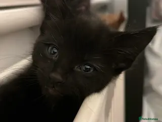 Domestic Shorthair cats Adorable Female Kittens Looking for a Loving home in Manchester - Advert 2