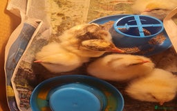 Chickens poultry for sale: Day old chicks  - Image 3