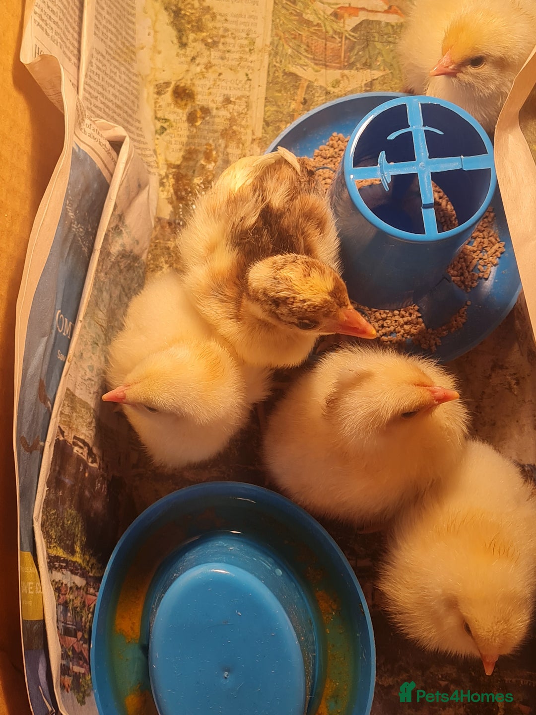 Chickens poultry for sale: Day old chicks  - Image 3