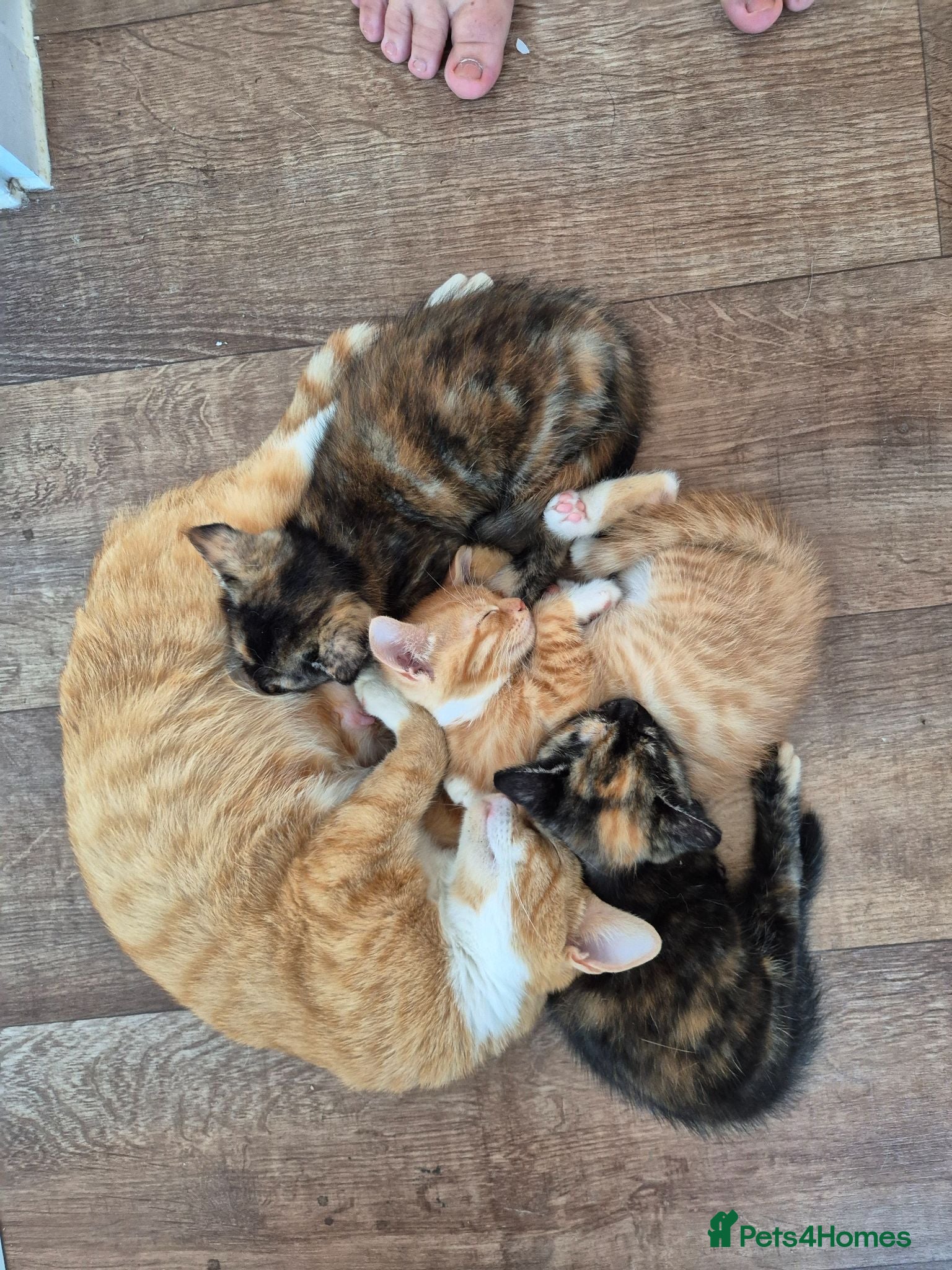 Mixed Breed cats 3 kittens left looking for forever home - Advert 14