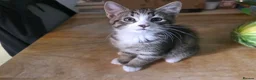Mixed Breed cats for sale: 5 playful kittens for sale - Advert 13