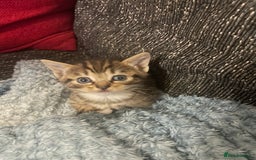 Munchkin cats for sale: Munchkin kittens - 2 left - Advert 16