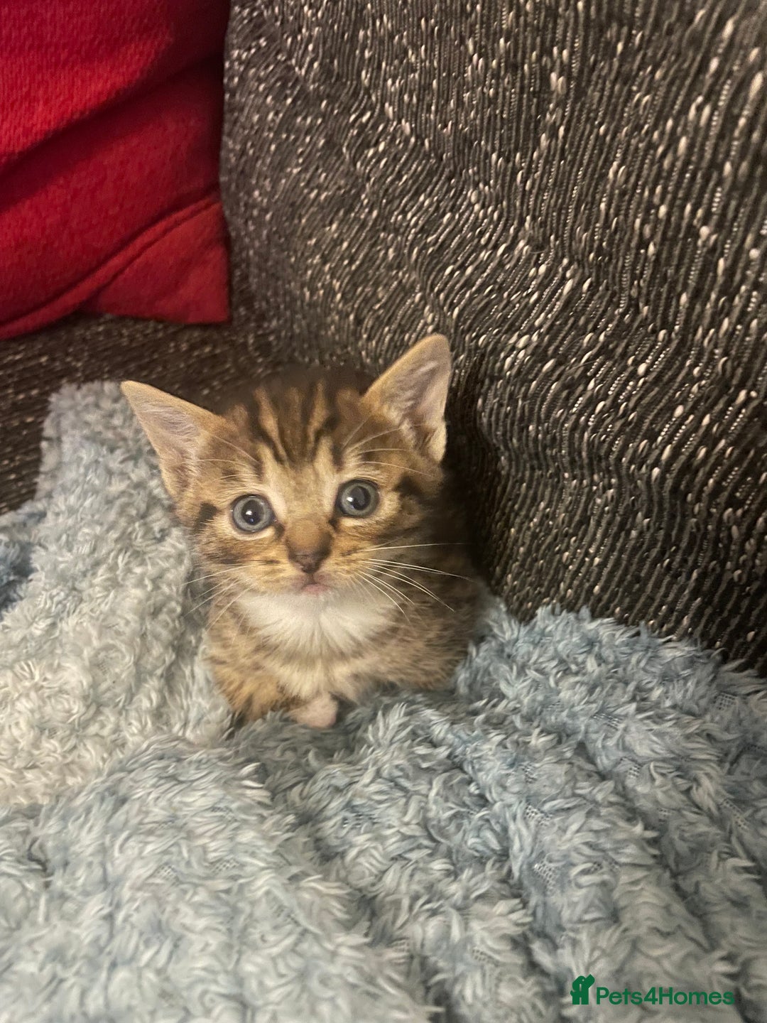 Munchkin cats for sale: Munchkin kittens - 2 left - Advert 16