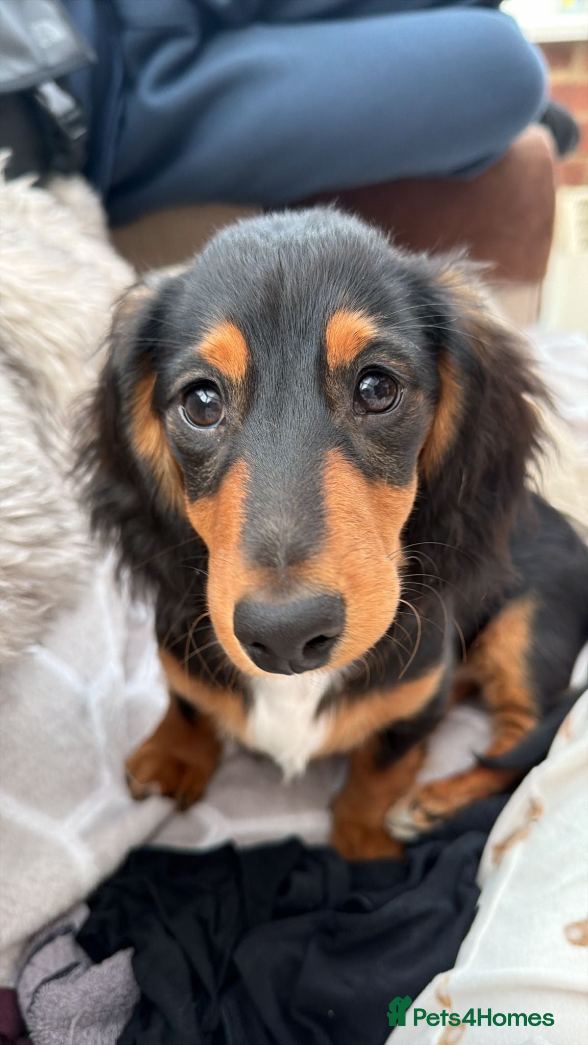 Dachshund dogs 7 month old - Advert 1