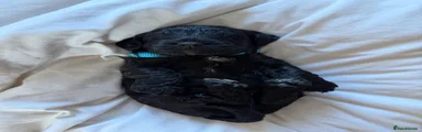 Black boy
