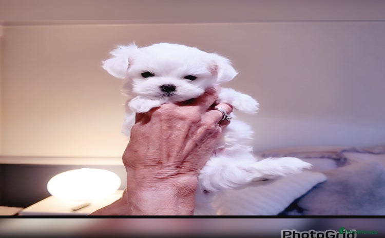 Maltese dogs - Advert 2