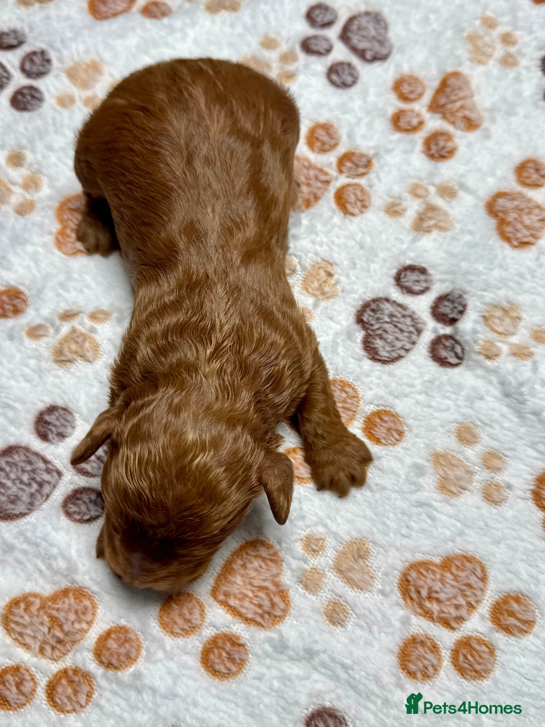 Cockapoo dogs for sale: Beautiful Fully Health Tested Cockapoos - Image 10