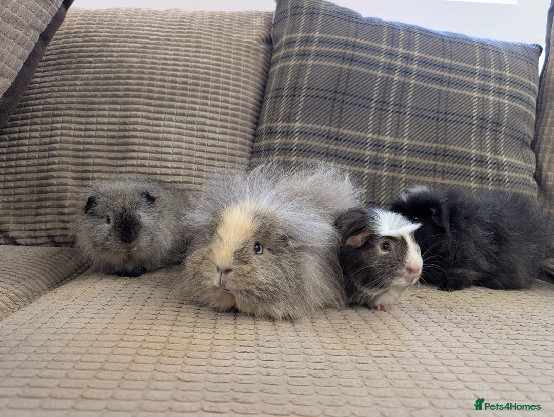 Guinea Pig rodents for sale: 4 female guinea pigs - Advert 17