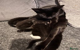 Abyssinian cats for sale: Abyssinian/ ragdoll kittens  - Image 5