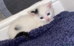 Mixed Breed cats for sale: 5 kittens for sale  - Image 3
