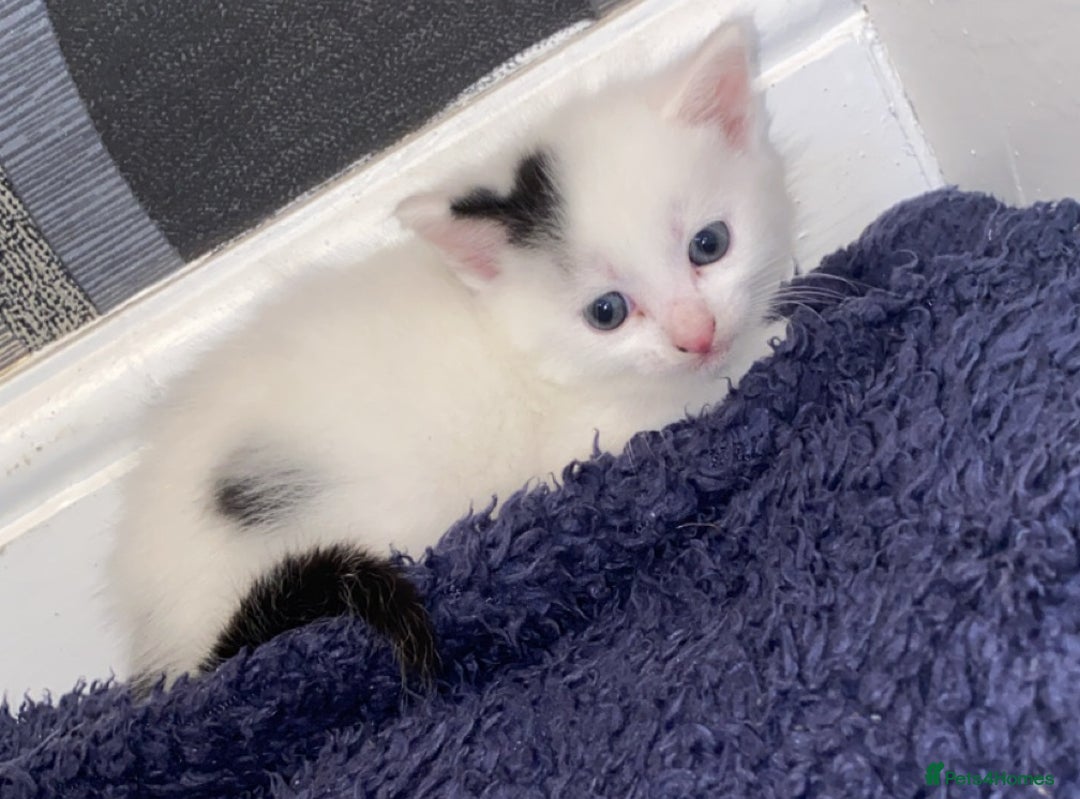 Mixed Breed cats for sale: 5 kittens for sale  - Image 3