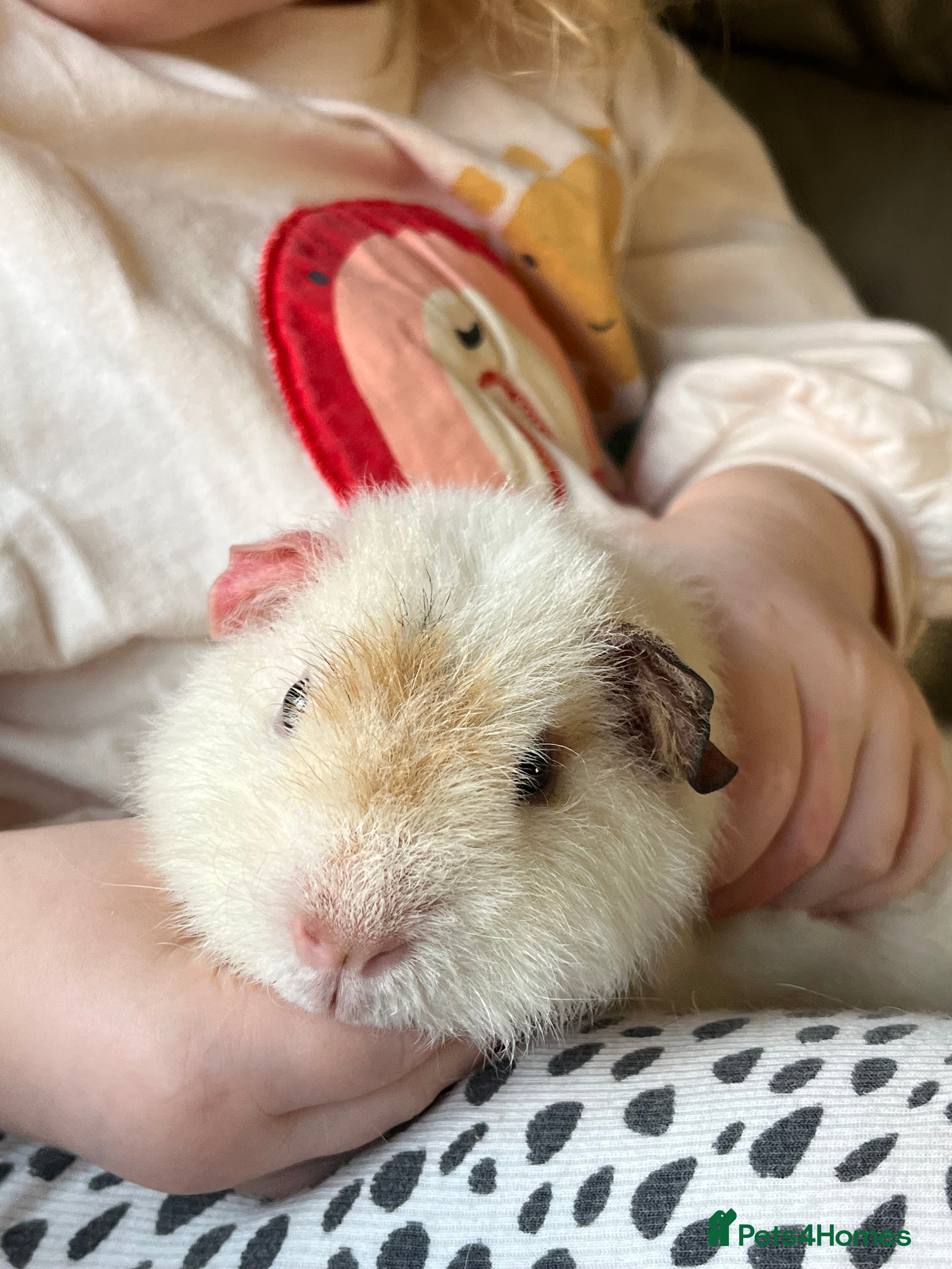 Guinea Pig rodents Teddy Male Guinea pigs plus cage and accessories  - Advert 1