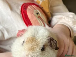 Guinea Pig rodents Teddy Male Guinea pigs plus cage and accessories - Advert 1