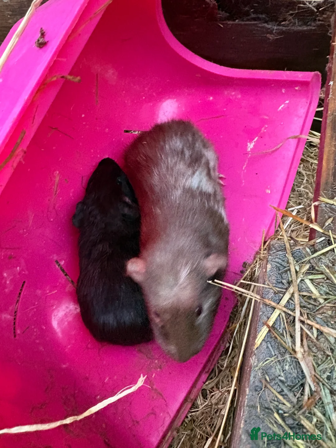 Guinea Pig rodents for sale: Male piggies for sale  - Advert 6