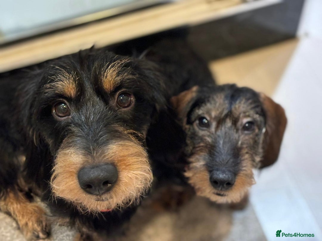 Dachshund dogs for sale: KC reg Standard Wire Haired Dachshunds - Image 11
