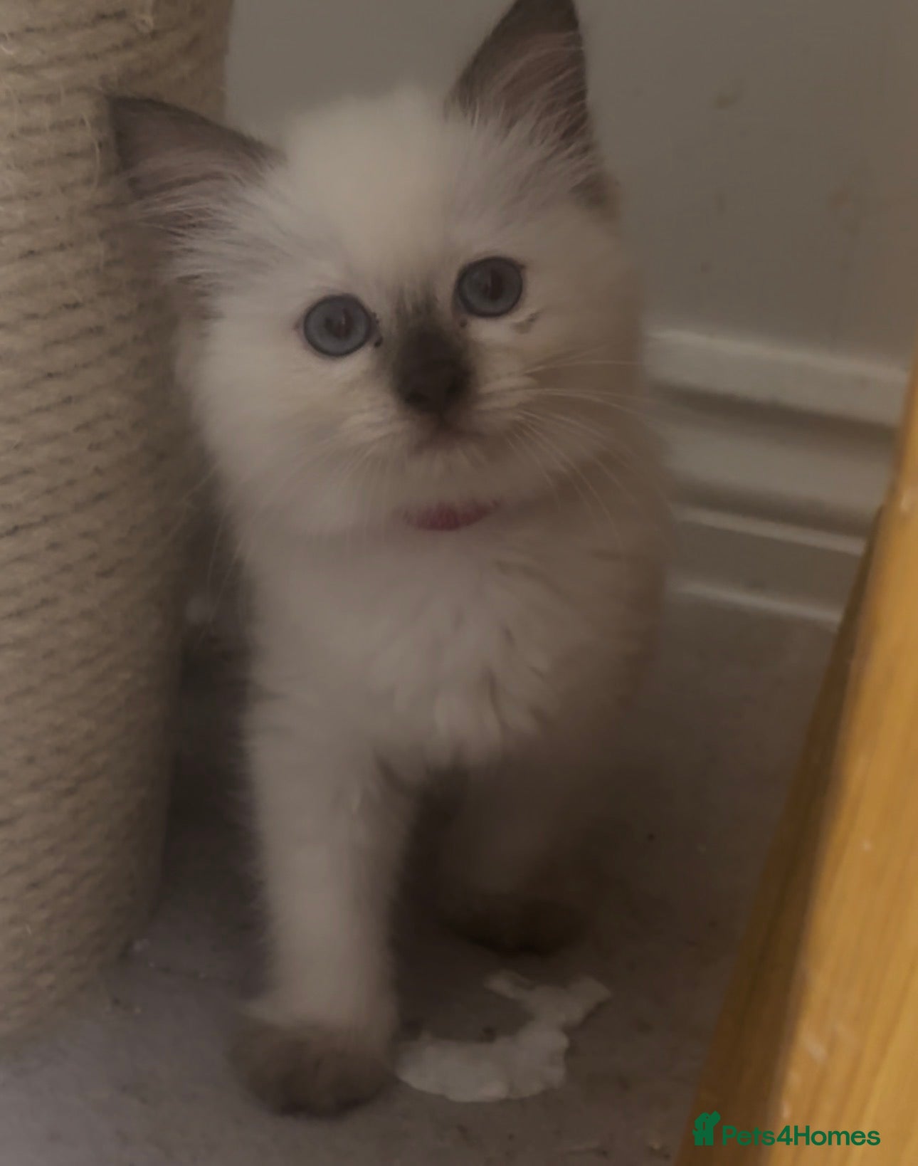 Ragdoll cats Ragdoll kittens champion breed GCCF show quality  - Advert 1