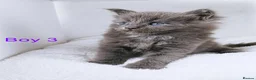 Maine Coon cats for sale: DNA health tested blue maine coon kittens - Advert 22