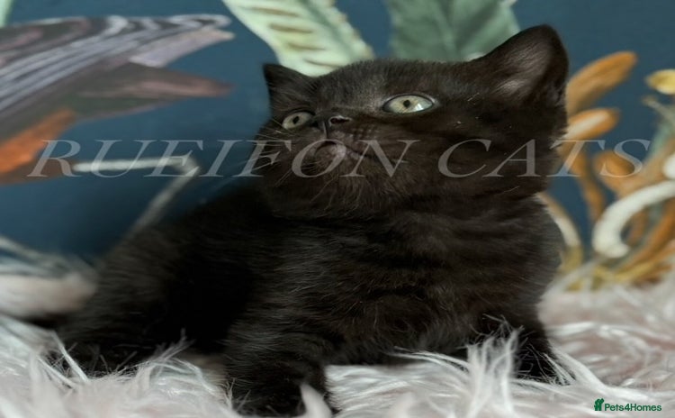 British Shorthair cats - Advert 2
