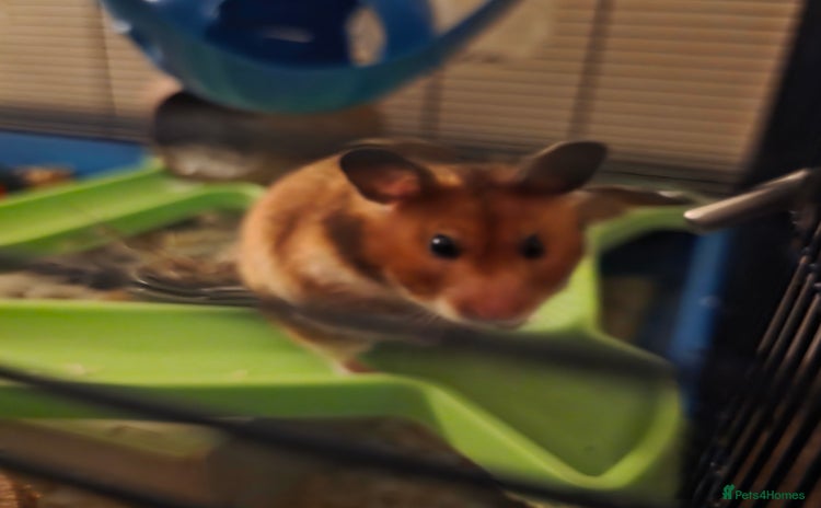 Hamster rodents - Advert 9