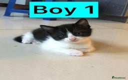 British Shorthair cats for sale: British Shorthair x Striped Tabby Kittens –2 Males - Image 1