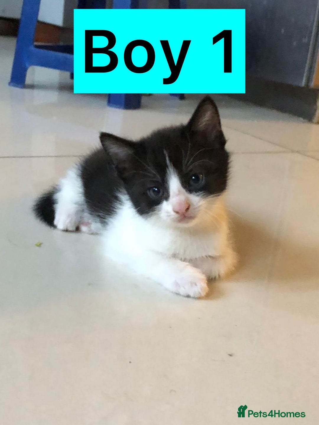 British Shorthair cats for sale: British Shorthair x Striped Tabby Kittens –2 Males - Image 1