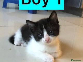 British Shorthair cats - Advert 19