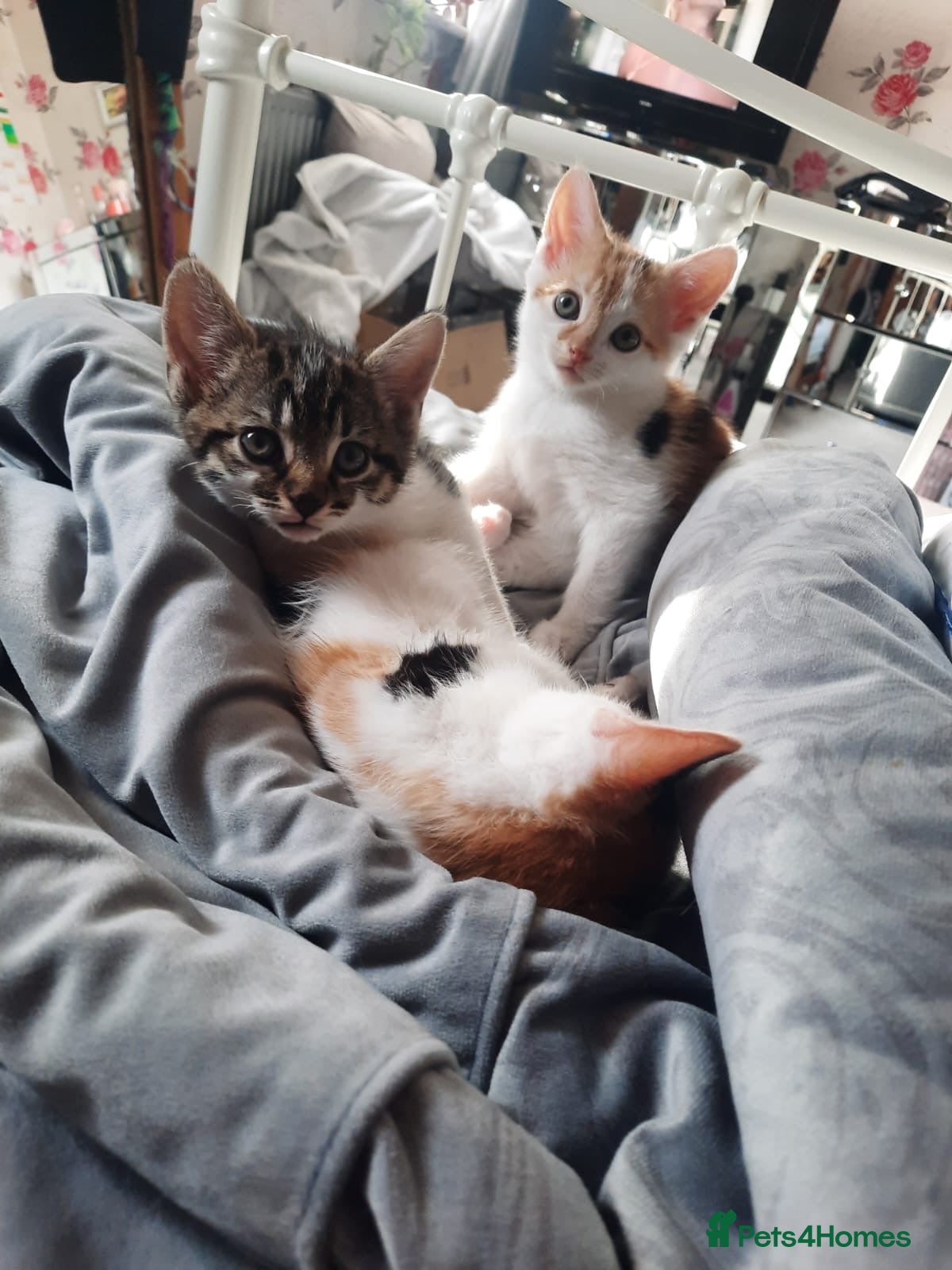Mixed Breed cats Three Kittens for sale - Advert 1