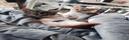 Mixed Breed cats for sale: Three Kittens for sale in Bath - Advert 1