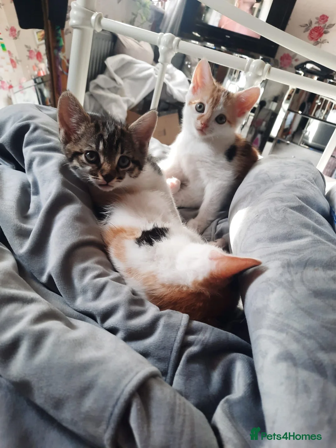 Mixed Breed cats for sale: Three Kittens for sale in Bath - Advert 1