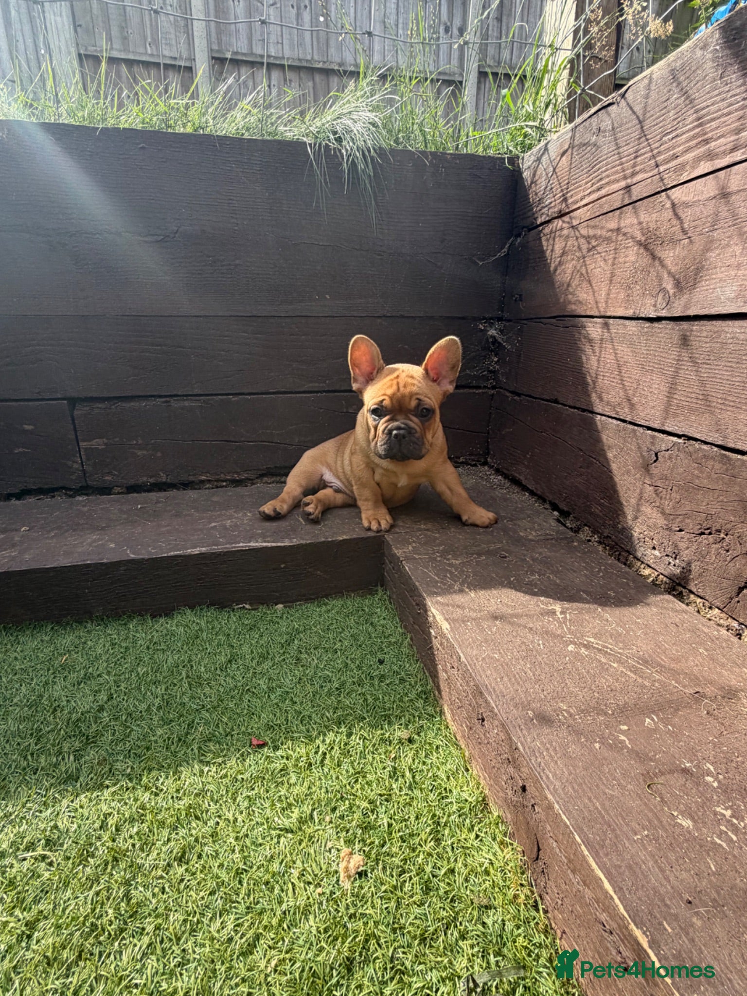 French Bulldog dogs Beautiful, original red fawns  - Advert 2