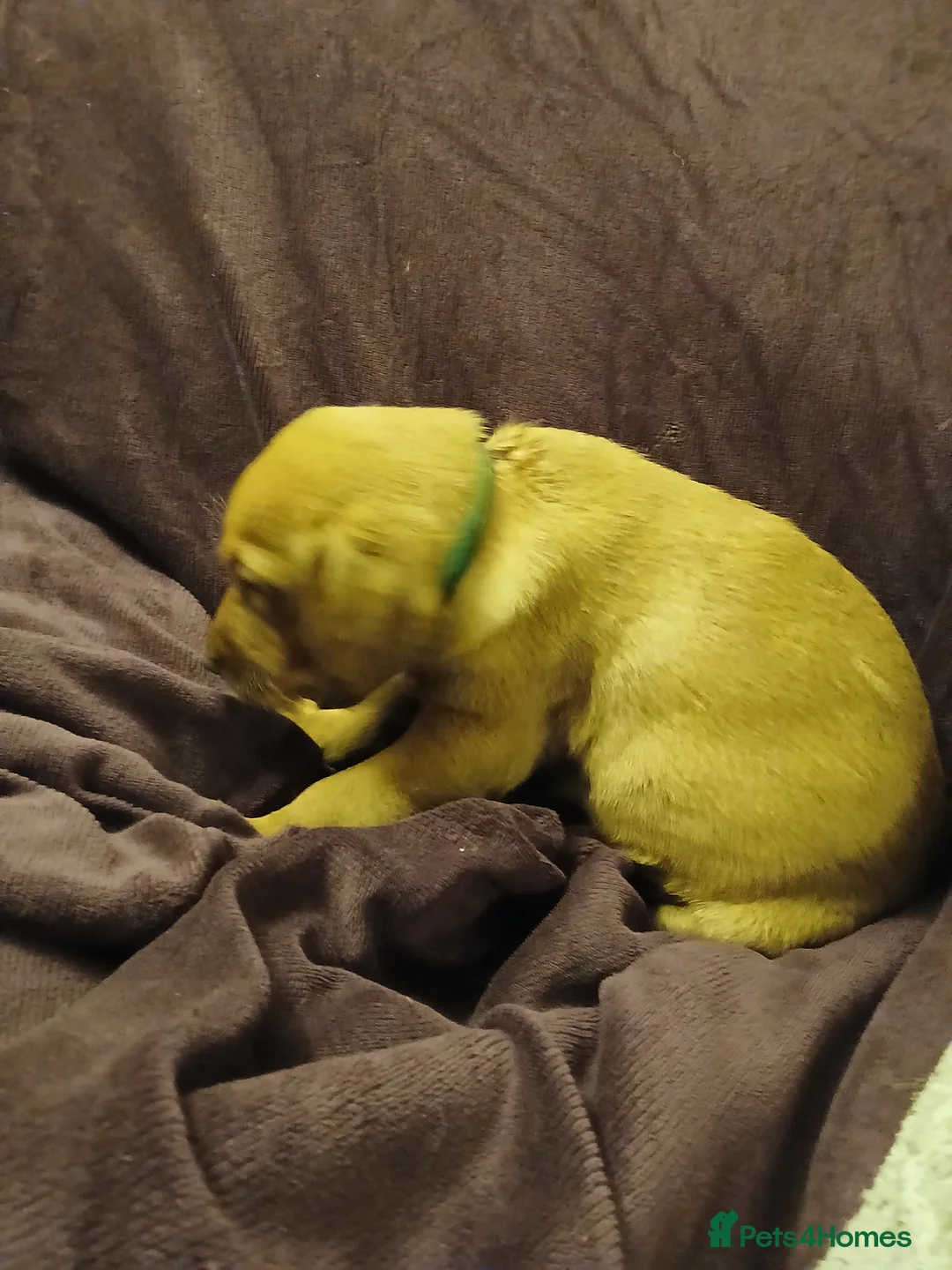Labrador Retriever dogs for sale: Fox red labrador puppies - Advert 14