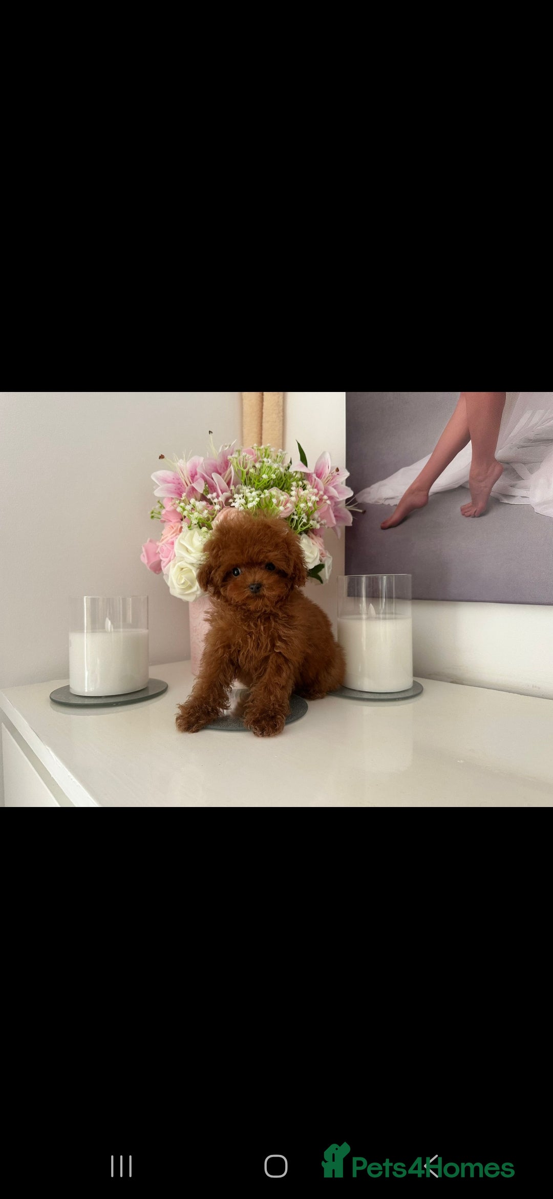 Toy Poodle dogs for stud: Red asian poodle for stud - Advert 7