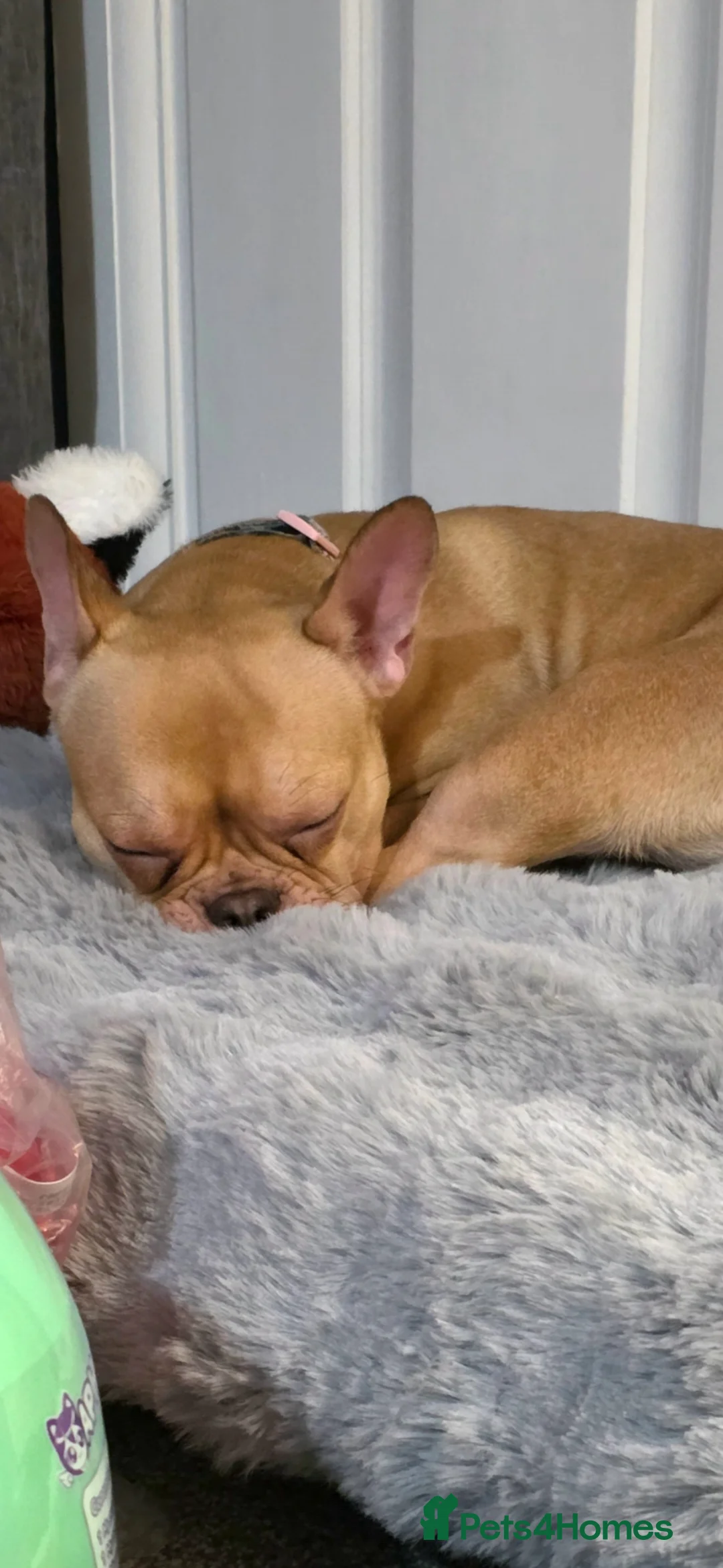 French Bulldog dogs for sale: 3 year old frenchie - Advert 4
