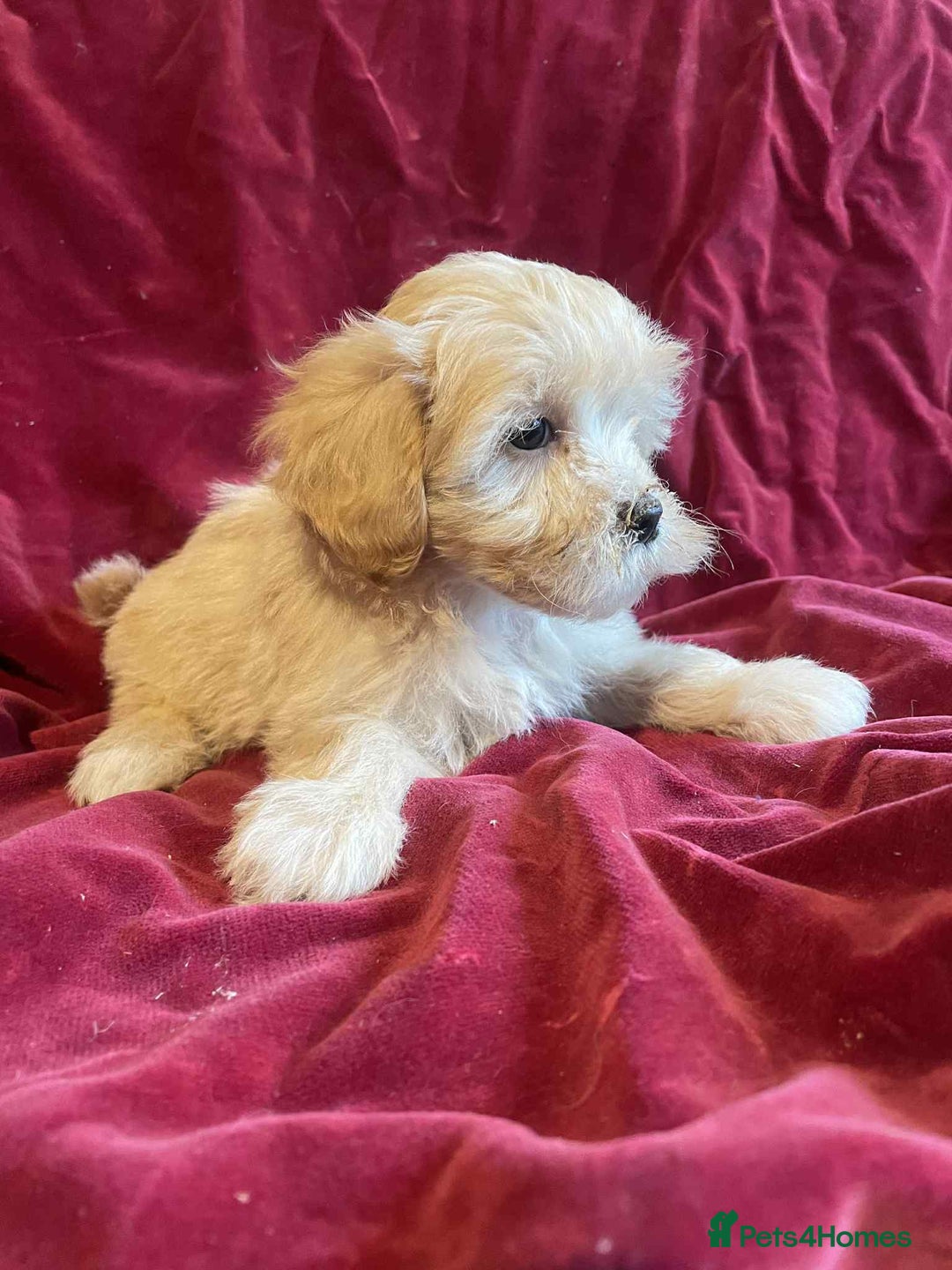 Lhasapoo dogs for sale: Lhasapoo puppies - Advert 1