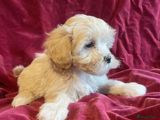 Lhasapoo dogs Lhasapoo puppies - Advert 4