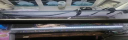 Turtle reptiles for sale: Turtle and full set up in Worksop - Advert 2