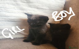 British Shorthair cats for sale: 5 beautiful british shorthair kittens - Image 17
