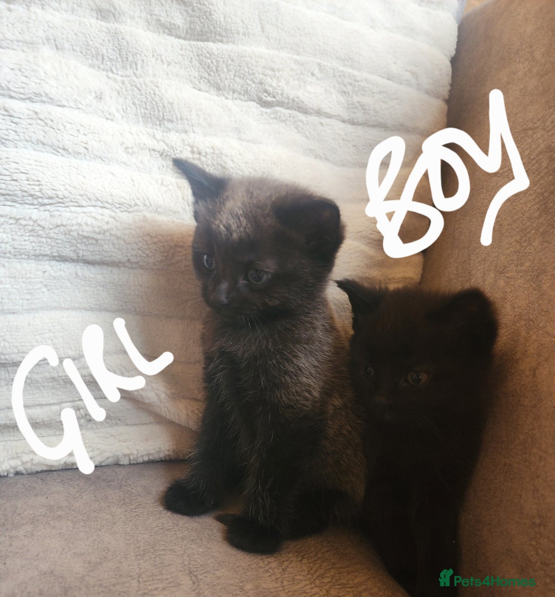 British Shorthair cats for sale: 5 beautiful british shorthair kittens - Image 17