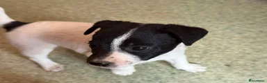 Jack Russell 3