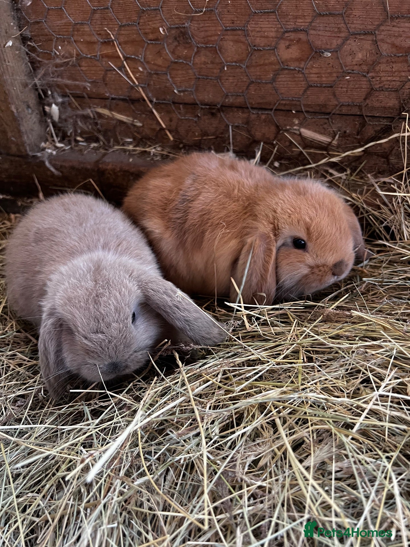 Mini Lop rabbits Baby mini lops rabbits  - Advert 1