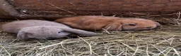 Mini Lop rabbits for sale: Baby mini lops rabbits  - Advert 1